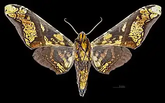 △ Revers du mâle(coll.MHNT)