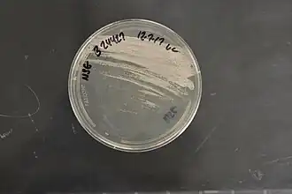 Description de l'image Amycolatopsis jejuensis NRRL B-24427 (Type Strain).jpg.