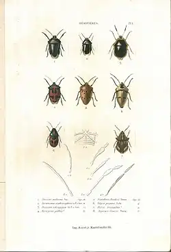 Planche 1 de l'ouvrage de C.J.-B. Amyot et J. G. Audinet-Serville (1843). Histoire naturelle des insectes. Hémiptères. Paris, Librairie encyclopédique de Roret.