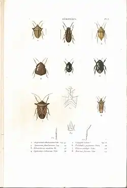 Planche 2 de l'ouvrage de C.J.-B. Amyot et J. G. Audinet-Serville (1843). Histoire naturelle des insectes. Hémiptères. Paris, Librairie encyclopédique de Roret.