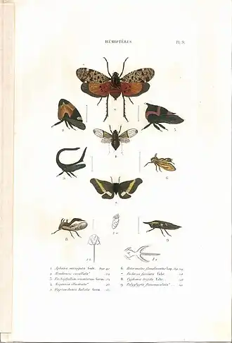Planche 9 de l'ouvrage de C.J.-B. Amyot et J. G. Audinet-Serville (1843). Histoire naturelle des insectes. Hémiptères. Paris, Librairie encyclopédique de Roret.