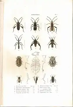 Planche 5 de l'ouvrage de C.J.-B. Amyot et J. G. Audinet-Serville (1843). Histoire naturelle des insectes. Hémiptères. Paris, Librairie encyclopédique de Roret.