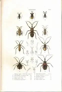 Planche 6 de l'ouvrage de C.J.-B. Amyot et J. G. Audinet-Serville (1843). Histoire naturelle des insectes. Hémiptères. Paris, Librairie encyclopédique de Roret.