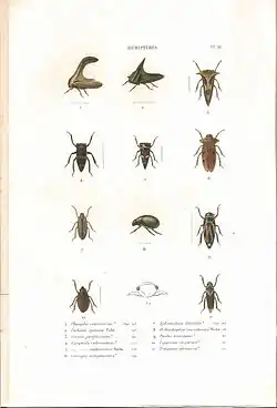 Planche 10 de l'ouvrage de C.J.-B. Amyot et J. G. Audinet-Serville (1843). Histoire naturelle des insectes. Hémiptères. Paris, Librairie encyclopédique de Roret.
