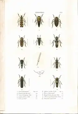 Planche 11 de l'ouvrage de C.J.-B. Amyot et J. G. Audinet-Serville (1843). Histoire naturelle des insectes. Hémiptères. Paris, Librairie encyclopédique de Roret.