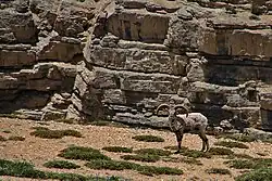 Un Grand bharal, ressemblant à un bouc, dans un décor rocailleux