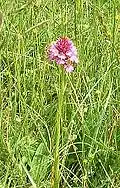 Anacamptis pyramidalis