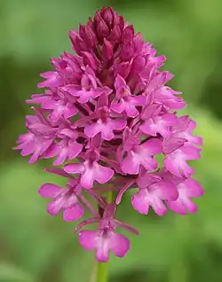 Orchis pyramidal