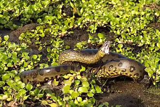 Description de l'image Anaconda (Eunectes akayima).jpg.