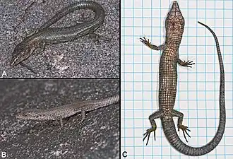 Description de cette image, également commentée ci-après