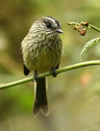 Description de l'image Anairetes agilis.jpg.