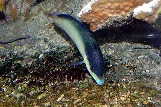 Description de l'image Anampses neoguinaicus.JPG.