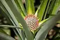 Fruits d'ananas, dans une plantation de Bonoua en Côte d'Ivoire.