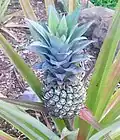 Ananas (painapo).
