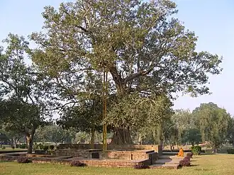 Arbre de la Bodhi
