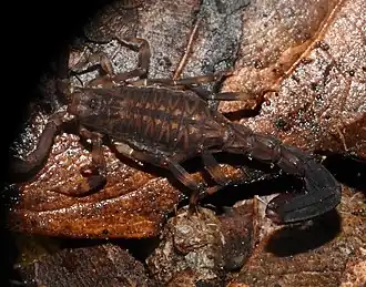 Description de l'image Ananteris tolimana 39379954.jpg.