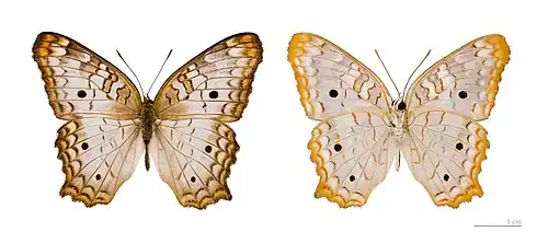 Anartia jatrophae
