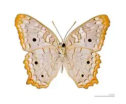 Anartia jatrophae