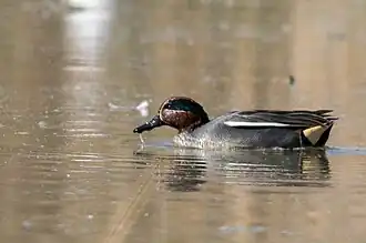La Sarcelle d'hiver (Anas crecca) est la plus petite espèce de canards de surface.