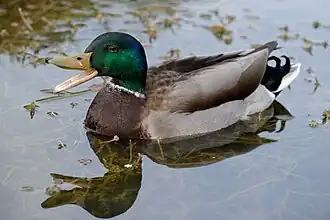 Description de l'image Anas platyrhynchos quacking Jardin des Plantes Paris 2013-04-22.jpg.