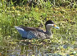 Sarcelle bariolée (Anas versicolor)