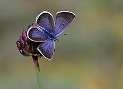 Dessus d'un mâle (la femelle est brune), en Turquie.