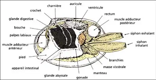 Représentation schématique de l'anatomie d'une palourde du genre Tapes.
