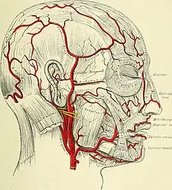 Dessin d'une tête humaine avec les veines dessinées en rouge.
