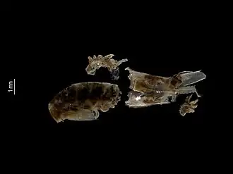 Description de cette image, également commentée ci-après