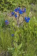 Anchusa azurea (Buglosse d'Italie)