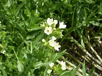 Description de l'image Anchusa ochroleuca inflorescence (03).jpg.