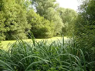 Image illustrative de l’article Petite Amazonie de Nantes