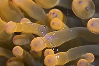 Ancylomenes longicarpus.