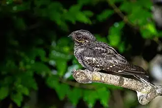 Description de l'image Andaman Nightjar.jpg.