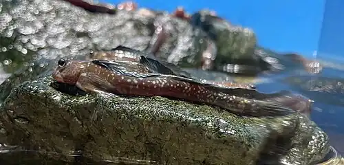 Andamia tetradactylus