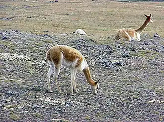 Image illustrative de l’article Réserve de biosphère San Guillermo