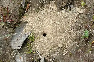 Trou d'entrée de galerie (Ardennes belges)