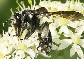 Andrena agilissima