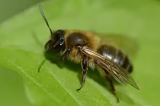 Description de l'image Andrena scotica f20150511.jpg.