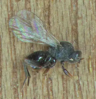 Description de l'image Andricus kollari, galwesp uit knikkergal (1).jpg.