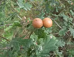 Galle d'Andricus kollari