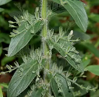 Description de cette image, également commentée ci-après