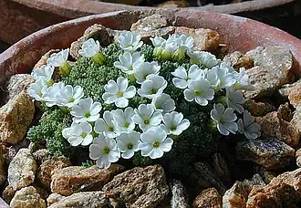 Description de l'image Androsace_bryomorpha.jpg.