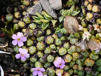 Description de l'image Androsace delavayi.jpg.