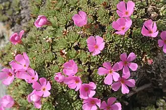 Description de l'image Androsace wulfeniana (Wulfen-Mannsschild) IMG 5313.jpg.