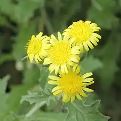 Andryala glandulosa ssp. cheiranthifolia.