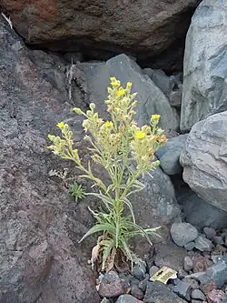 Andryala glandulosa subsp. glandulosa, à Madère.