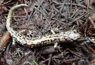 Description de l'image Aneides vagrans imported from iNaturalist photo 35397895 on 29 September 2019.png.