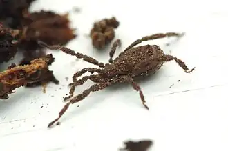 Description de l'image Anelasmocephalus cambridgei 1.jpg.