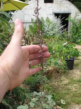 Description de l'image Anemarrhena asphodeloides (14945496940).jpg.